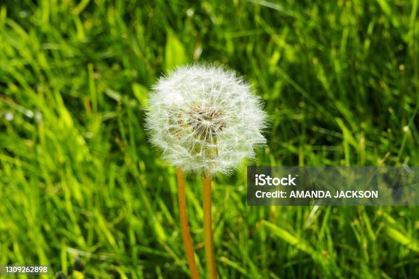 Close Up Of Dandelion White Clock Of Seeds Stock Photo - Download Image Now - Lace - Textile, Grass, Green Color