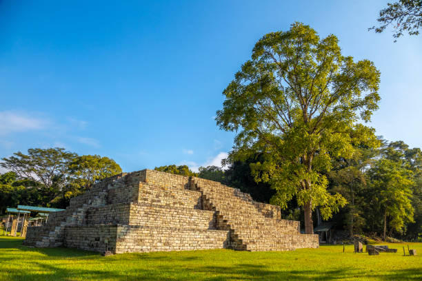 istock A Mayan pyramid next to a tree in Copan Ruinas temples. Honduras 1309263004