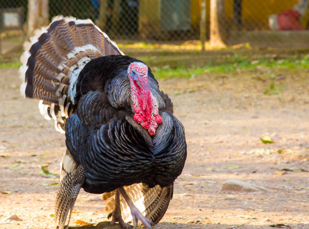 istock A black turkey deployed walking in Copan Ruinas temples. Honduras 1309263022