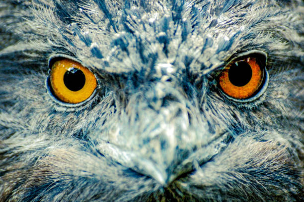 istock Orange eyes of an owl 1309263754
