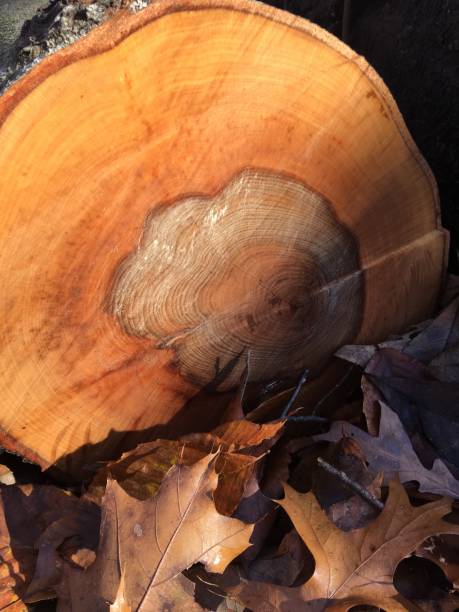 istock Cut log with brown leaves 1309264000