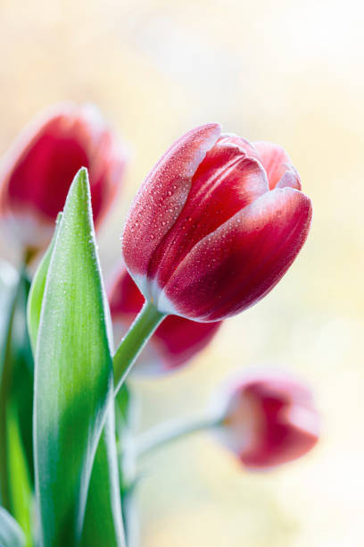 tulipanes - flower single flower macro focus on foreground fotografías e imágenes de stock