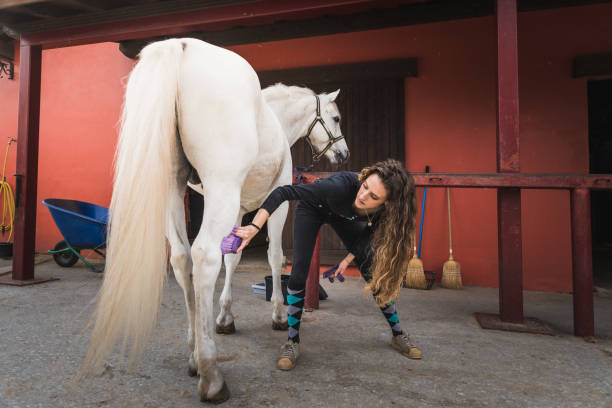 junge kaukasische frau reinigung und vorbereitung eines pferdes. - sich pflegen stock-fotos und bilder
