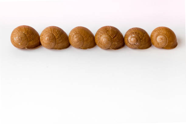 Row of empty snail shells on a white background.\tSide view.