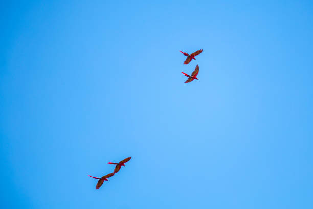istock Two couples of Macaws flying in Copan Ruinas temples. Honduras 1309264337