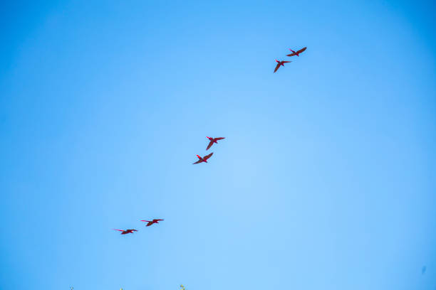 istock Macaws flying as a couple at Copan Ruinas temples. Honduras 1309264517