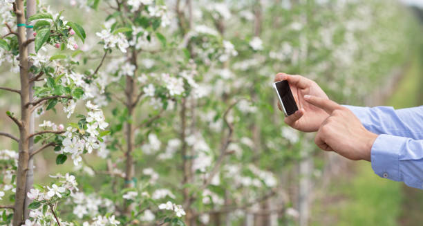istock Agriculture management, data collect and smart technology 1309265326
