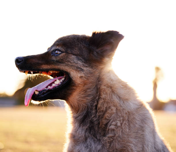 Shot of an adorable dog playing in a park