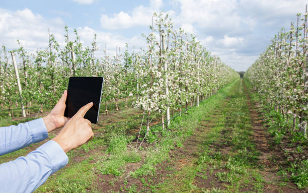 istock Agricultural activity and gardening at springtime, smart control and app on empty screen 1309266429
