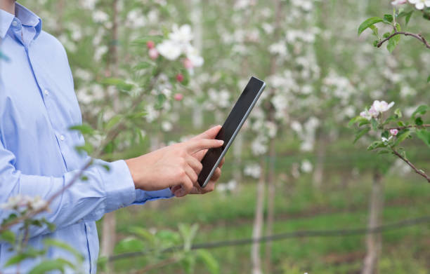 istock Modern technology and spring nature, owner or gardener works in fruit farm 1309266498