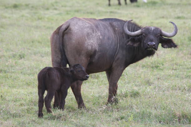 istock African buffalo with baby buffalo 1309267698