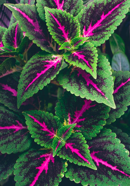 istock Coelus flower in full bloom during spring season 1309268988