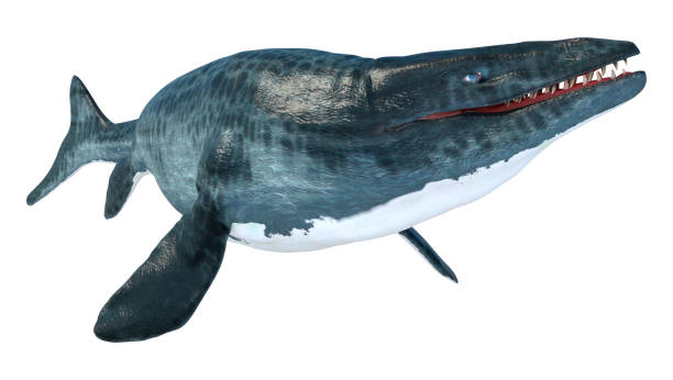istock 3D illustration  large marine extinct reptile Mosasaur on white 1309269777