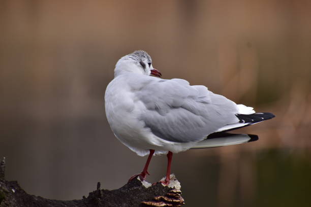 istock Portrait of the bird called Black headed gull 1309270516