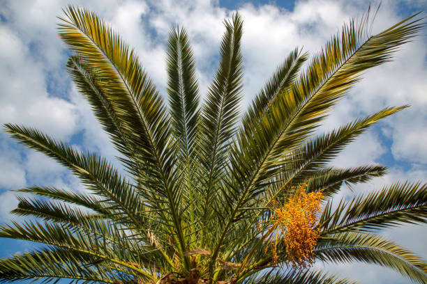 istock Close-up of beautiful palm tree leaf on a blue sky background. 1309270871