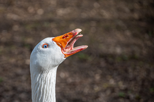 Portrait of angry, hissing white Embden goose