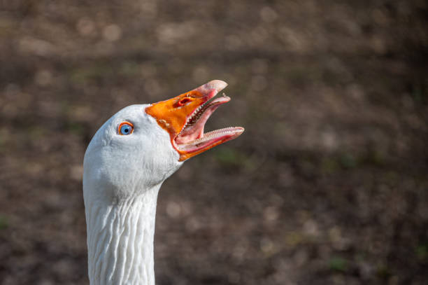 Angry, hissing white Embden Goose Portrait of angry, hissing white Embden goose bar headed goose anser indicus stock pictures, royalty-free photos & images