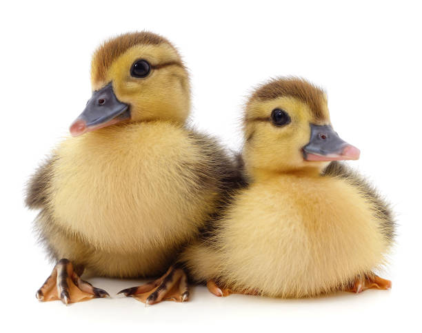 Two little yellow ducklings.