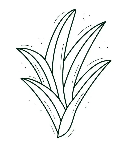 Vector illustration of A plant with chlorophytum-like leaves growing from the center. Contour doodle sketch dark green white. Isolated vector drawing on a white.