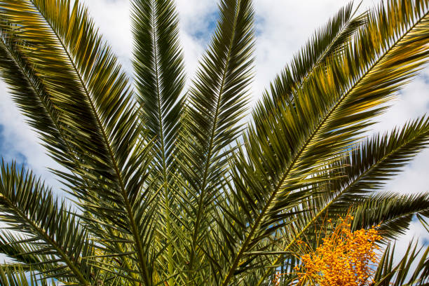 istock Close-up of beautiful palm tree leaf on a blue sky background. 1309271285