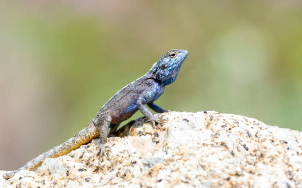 istock Southern rock agama lizard is sitting on a rock with a green background 1309271352