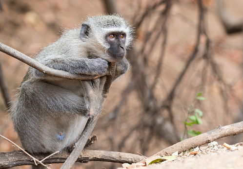 Close-up of a male baboon