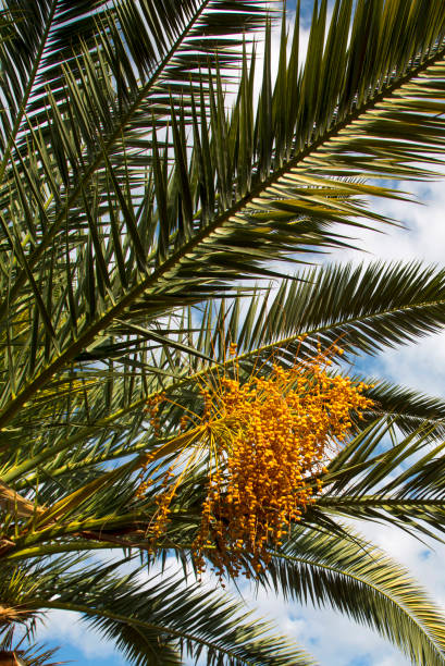 Close-up of beautiful palm tree leaf on a blue sky background.