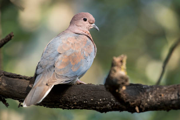 istock Lauging dove on a brown branch 1309271411