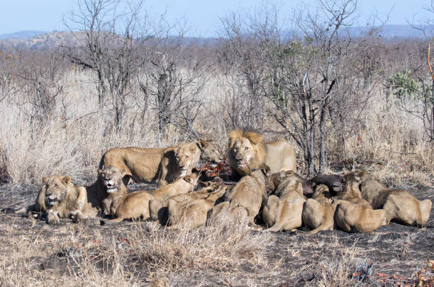 istock A large group of lions are laying down around a buffalo kill. 1309271441