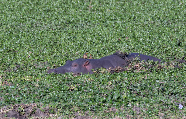 hippo mit gelbem ochsenspecht auf dem kopf - kruger national park hippopotamus animal mouth animal stock-fotos und bilder