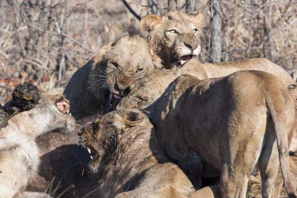 istock A group of lions are fighting over a buffalo kill 1309271987