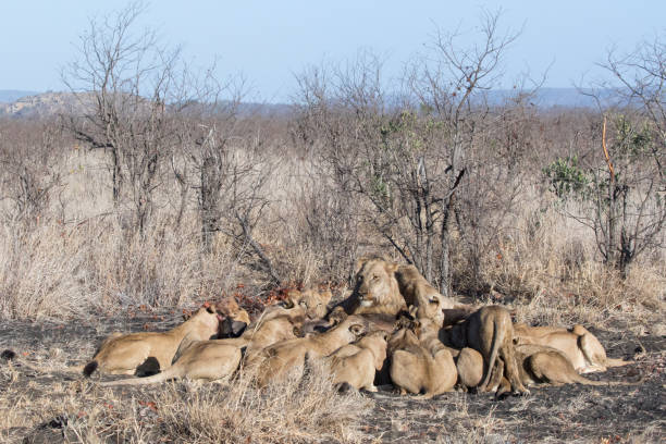 istock A group lions are laying in a cirkel around a buffalo kill 1309272027