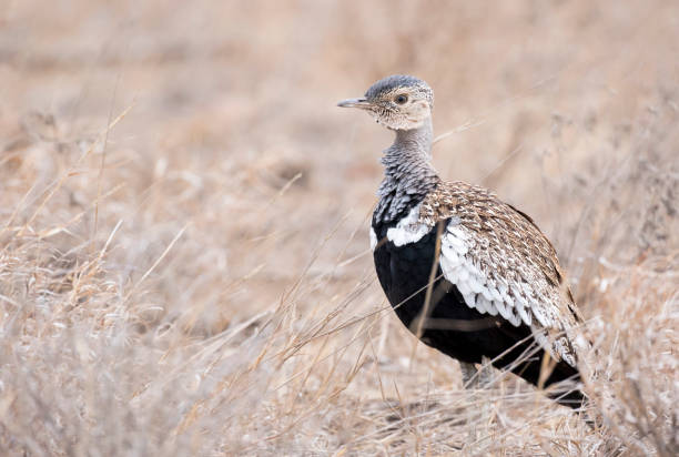 Red-crested Korhaan with black belly is standing in the dry grassland stock photo