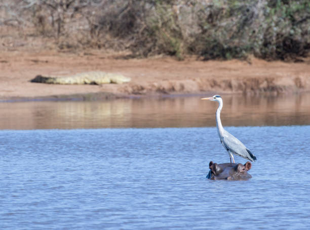 крокодил, серая херон и гиппопотам в - kruger national park hippopotamus animal mouth animal стоковые фото и изображения