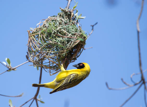 istock Southern Masked Weaver is weaving 1309272059