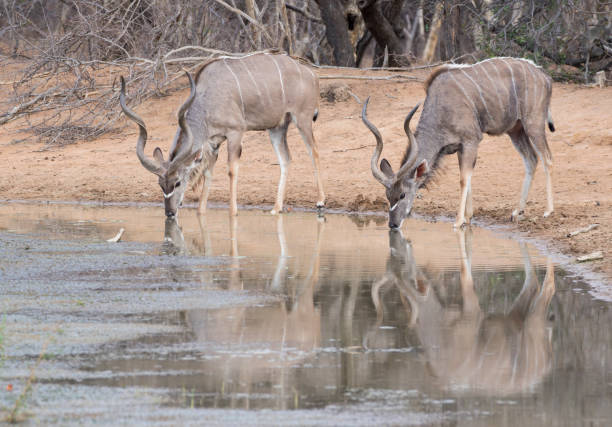 istock Two kudus drinking water at a waterhole 1309272124