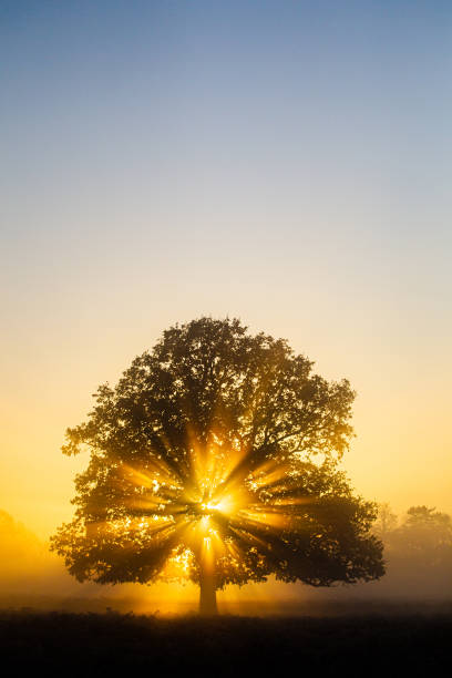 istock Sun shining through an oak tree in Bushy Park in London 1309272238