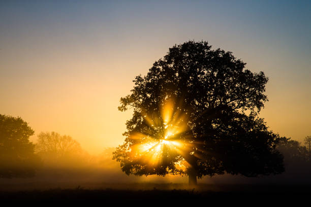 istock Sun shining through an oak tree in Bushy Park in London 1309272240
