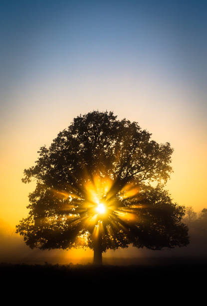 istock Sun shining through an oak tree in Bushy Park in London 1309272249