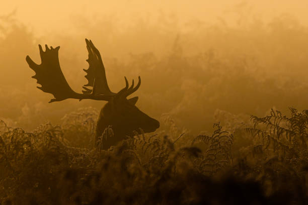 Fallow deer silhouette at dawn in Bushy Park Fallow deer silhouette at dawn in Bushy Park fallow deer photos stock pictures, royalty-free photos & images