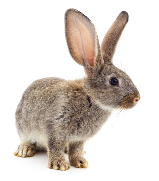 istock One brown rabbit listening. 1309272260