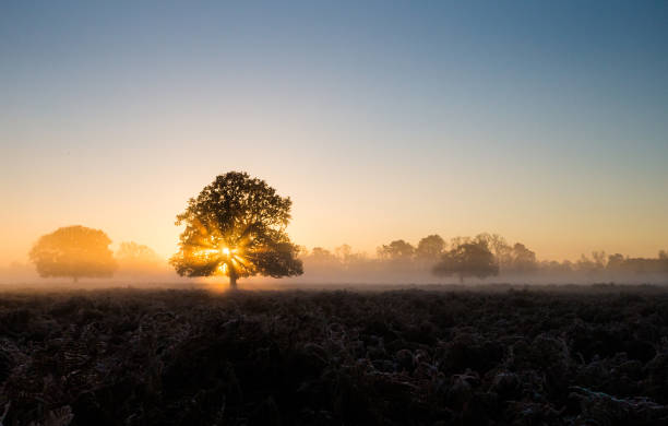 istock Sun shining through an oak tree in Bushy Park in London 1309272287