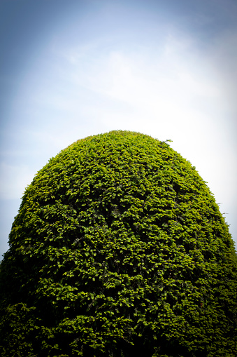 Top of a green dome shaped topiary Box tree against cloudy sky.