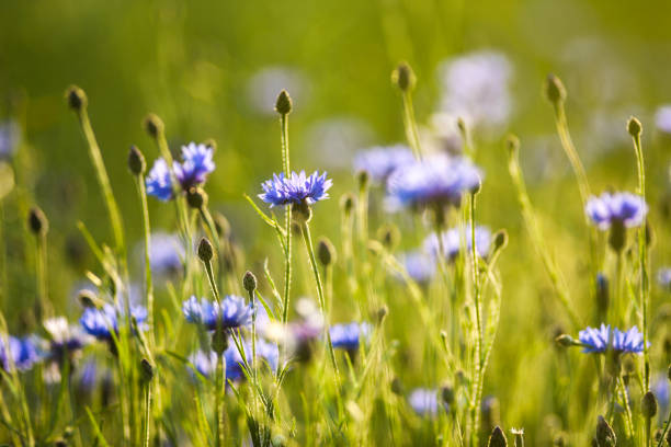 Violet cornflowers blooming on a summer meadow.