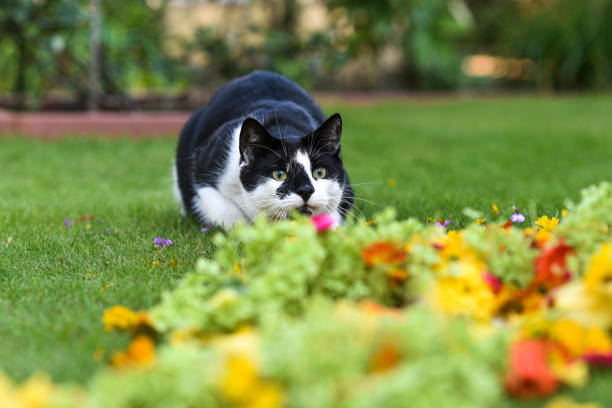 istock Cat playing in the garden on the summer grass. 1309274213