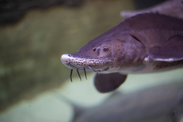 istock big sturgeon fish swims in water 1309275047