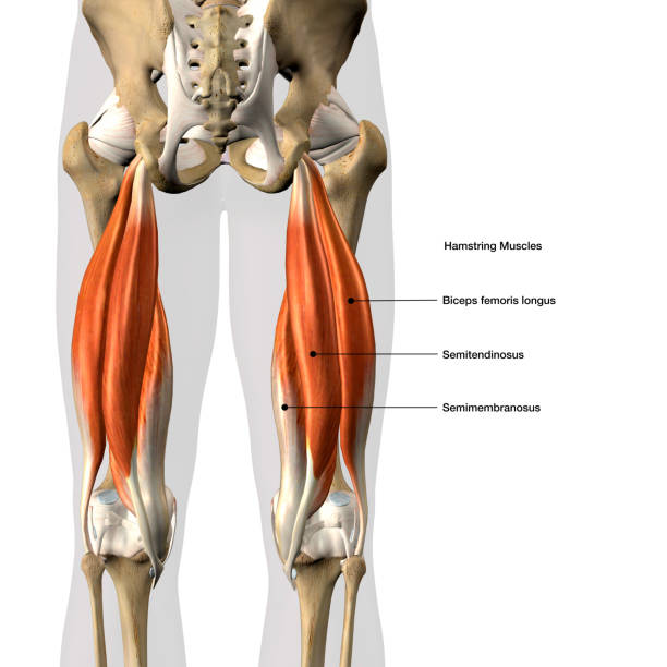 Labeled Male Hamstring Muscle Group on Skeleton stock photo