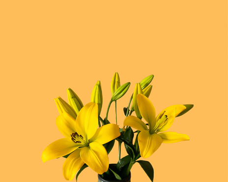 Hermosa Flor Amarilla De Lilium Longiflorum Lirio De Pascua Con Fondo  Amarillo Foto de stock y más banco de imágenes de Lirio de pascua - iStock