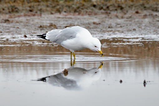 A Ring-billed Gull has grabbed a snack from the mudflat and is reflected in the water surface