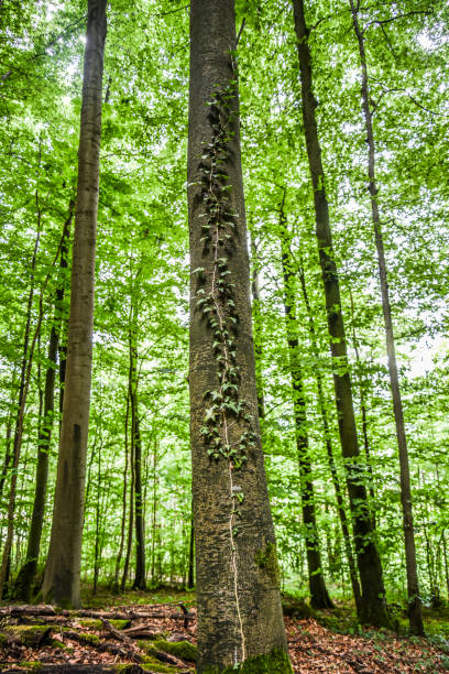 istock A tree in a forest ivy late in the sunny day 1309279041